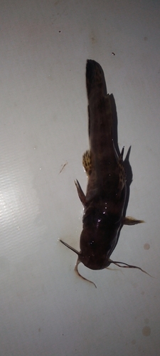 Balay's catfish (Parauchenoglanis balayi) — Claroteidae