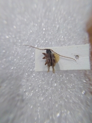 Exocentrus lusitanus