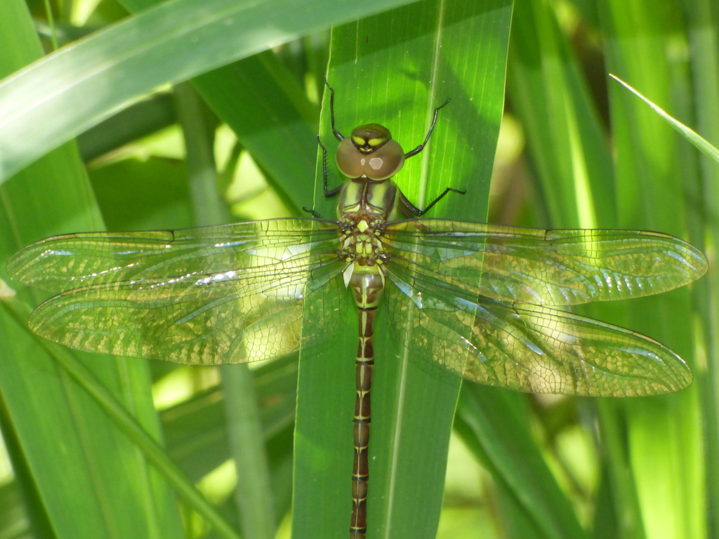 Blue-faced Darner