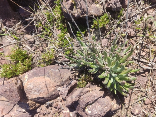 Image of Dudleya attenuata by (c) Diego Maldonado de la Torre, some rights reserved (CC BY)