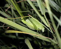 Amblycorypha parvipennis