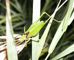 Amblycorypha parvipennis