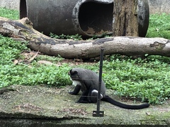 Cercopithecus neglectus