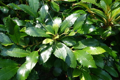Ardisia cornudentata