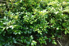 Ardisia cornudentata