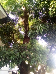 Mangifera indica image