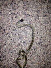 Lampropeltis splendida