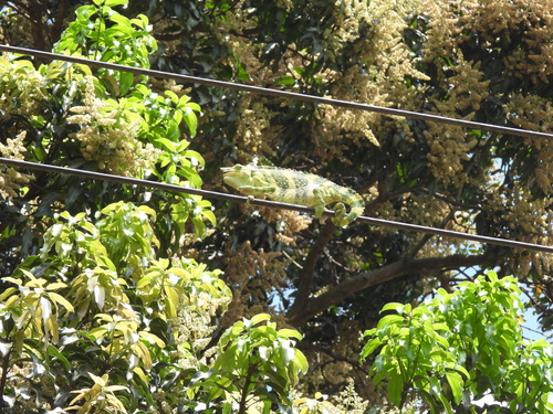 Meller's Chameleon, Trioceros melleri