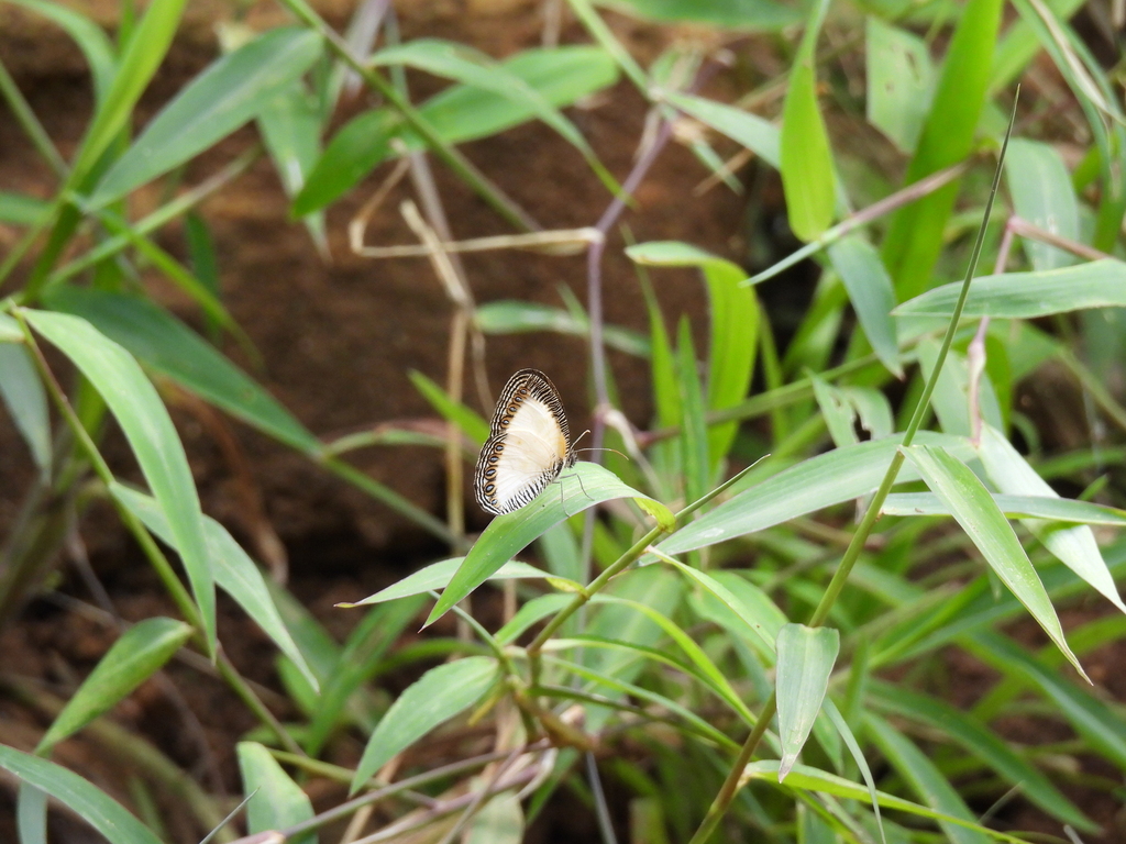 Physcaeneura jacksoni