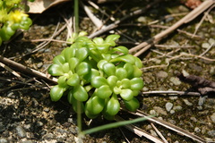 Sedum formosanum