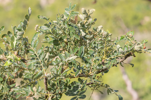 Boswellia scopulorum (Boswellia scopulorum)