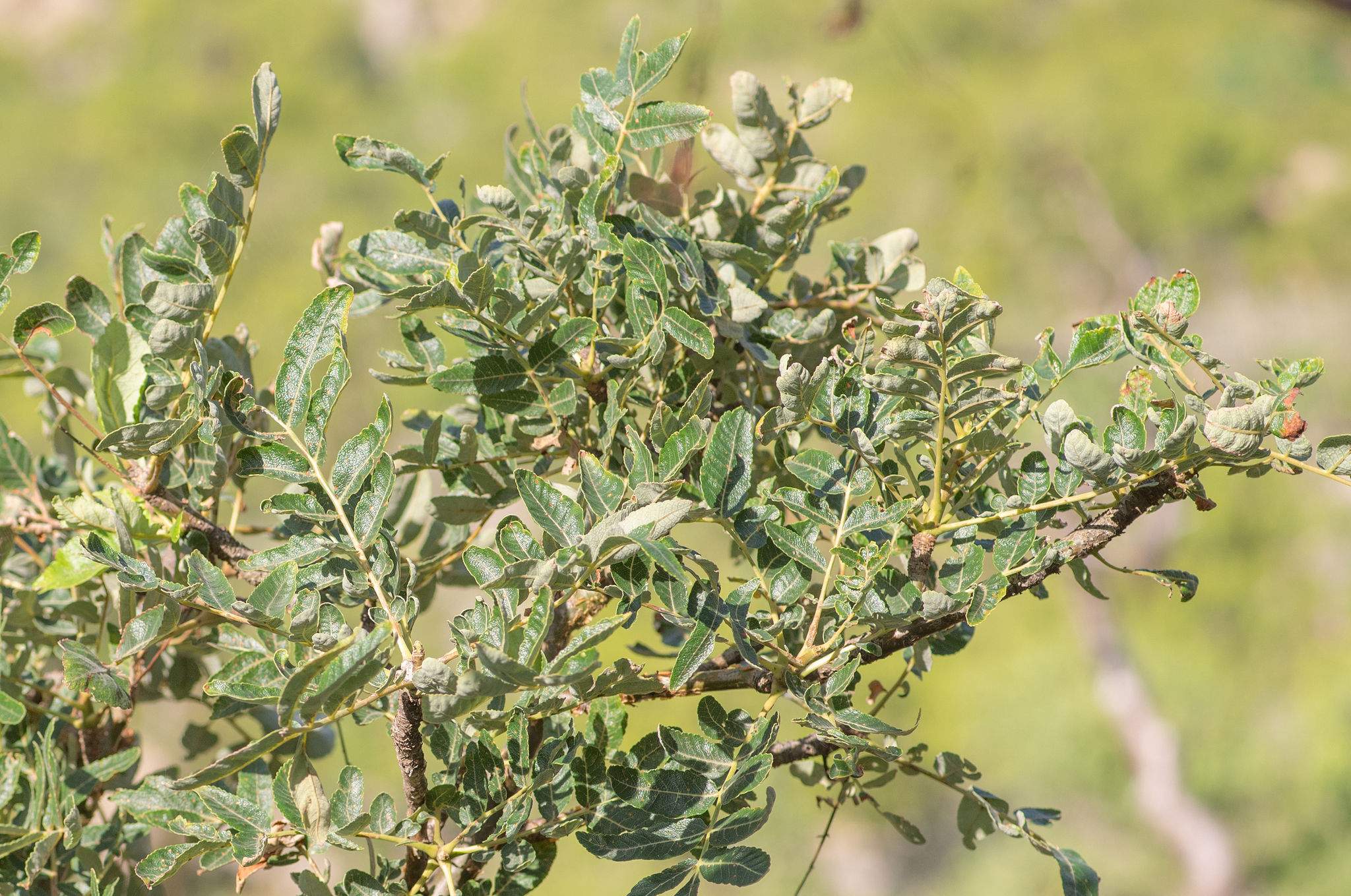 Boswellia scopulorum Thulin