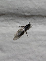 Liometopum occidentale