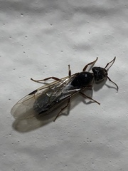 Liometopum occidentale