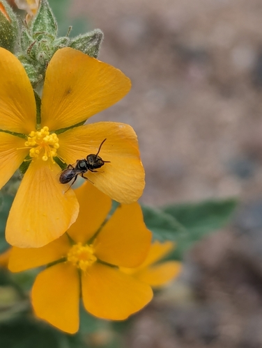 Sweat bee