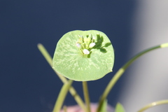 Claytonia parviflora