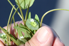 Claytonia parviflora
