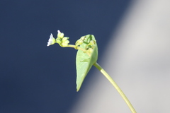 Claytonia parviflora