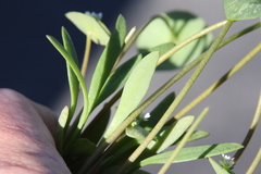 Claytonia parviflora