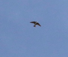 Tachycineta thalassina