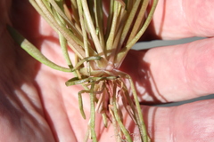 Claytonia parviflora