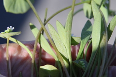Claytonia parviflora