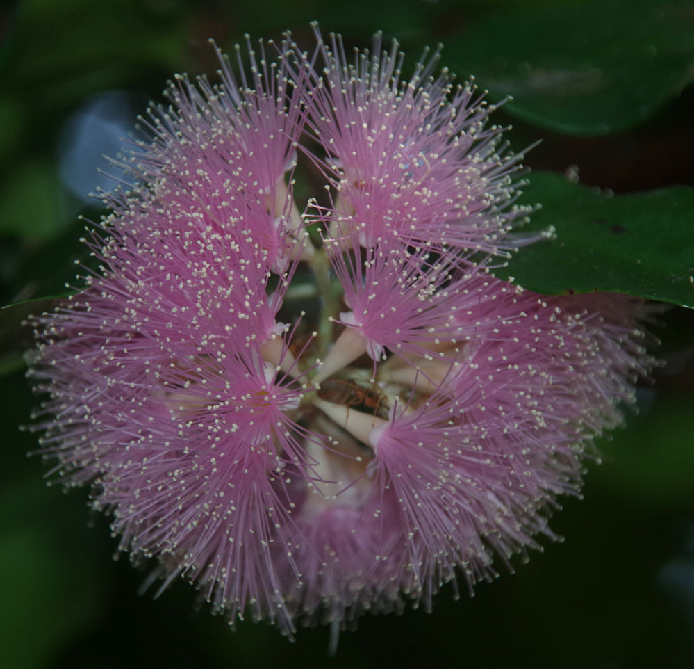 Syzygium luehmannii × wilsonii