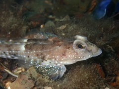 Spotted Dragonet photo 1