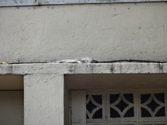 Ctenosaura acanthura