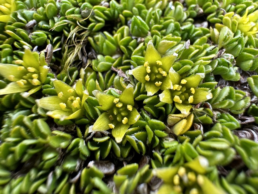 Caltha dionaeifolia