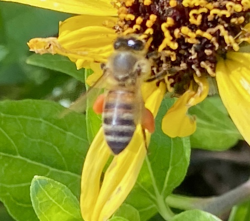 iNaturalist observation photo of Western Honey Bee
