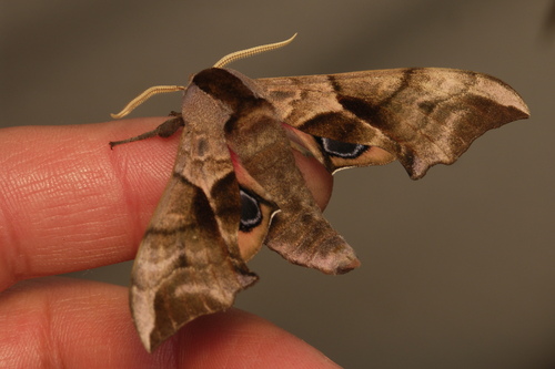 Smerinthus ocellatus ocellatus