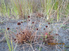 Juncus caespiticius