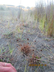 Juncus caespiticius