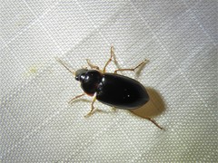 Notiobia