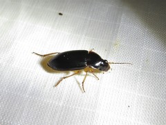 Notiobia