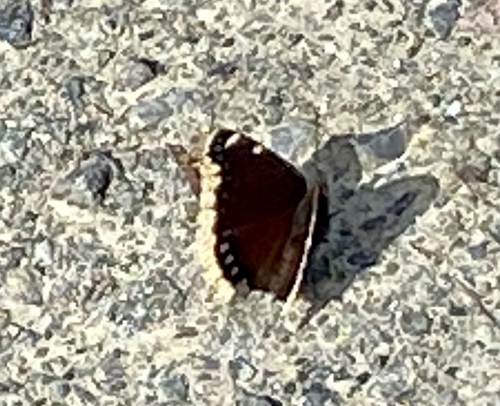 iNaturalist observation photo of Mourning Cloak