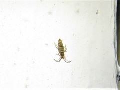 Entomobrya atrocincta