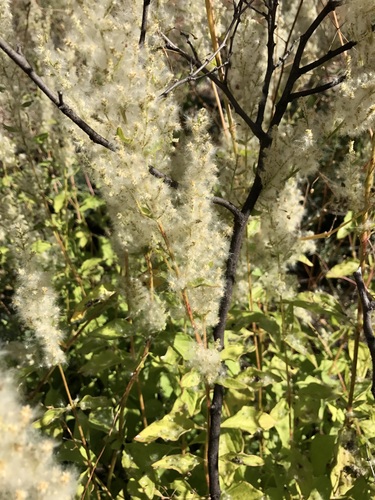 Image of Iresine heterophylla by (c) Sue Carnahan, some rights reserved (CC BY)