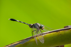 Orthetrum sabina