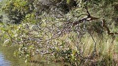 Pseudopanax linearis