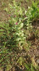 Centaurium japonicum