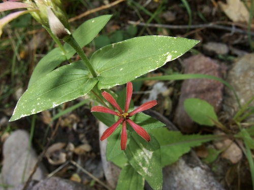 Zinnia peruviana