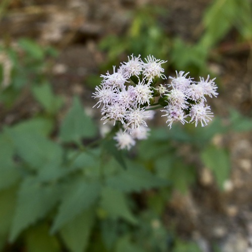 Image of Fleischmannia sonorae by (c) Sue Carnahan, some rights reserved (CC BY)