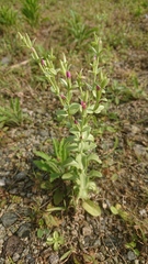 Centaurium japonicum
