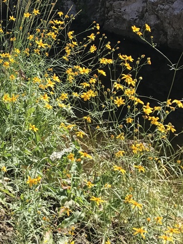 Bidens aurea iNat (3)
