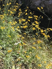 Bidens aurea — photo 3