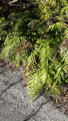 Blechnum montanum