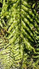 Blechnum montanum