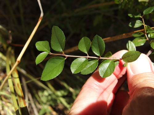 Image of Sageretia wrightii by (c) Sue Carnahan, some rights reserved (CC BY)